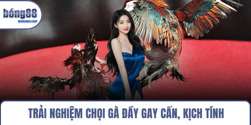 Trải nghiệm chọi gà đầy gay cấn, kịch tính